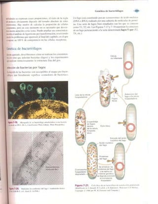 Griffiths anthony   genetica (7ed)