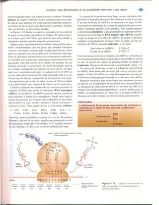Griffiths anthony   genetica (7ed)