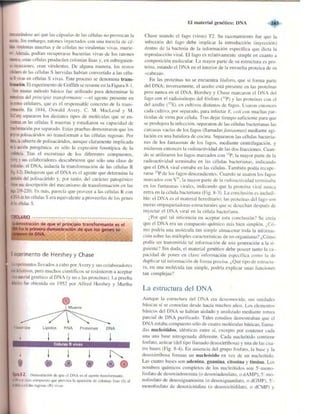 Griffiths anthony   genetica (7ed)