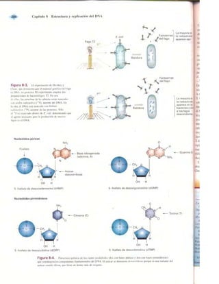 Griffiths anthony   genetica (7ed)