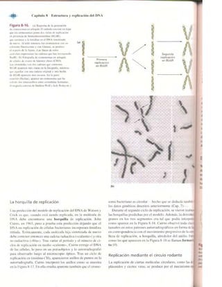 Griffiths anthony   genetica (7ed)