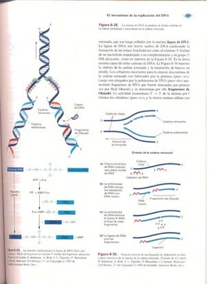 Griffiths anthony   genetica (7ed)