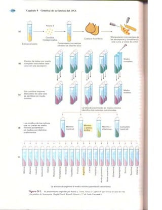Griffiths anthony   genetica (7ed)