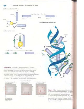 Griffiths anthony   genetica (7ed)