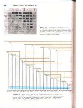 Griffiths anthony   genetica (7ed)