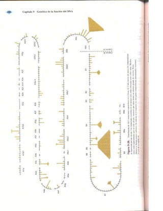 Griffiths anthony   genetica (7ed)