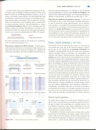 Griffiths anthony   genetica (7ed)