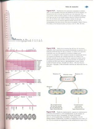 Griffiths anthony   genetica (7ed)