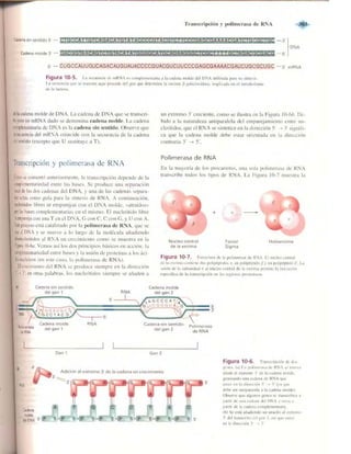 Griffiths anthony   genetica (7ed)