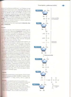 Griffiths anthony   genetica (7ed)