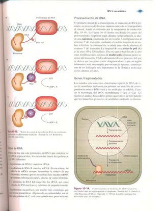Griffiths anthony   genetica (7ed)