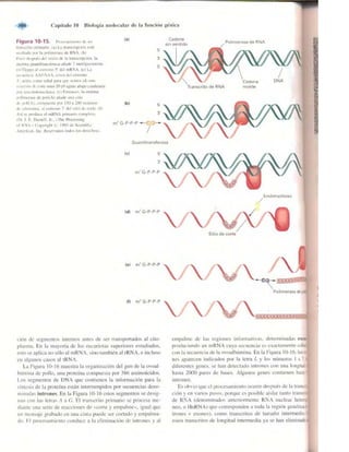Griffiths anthony   genetica (7ed)
