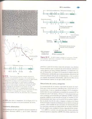 Griffiths anthony   genetica (7ed)