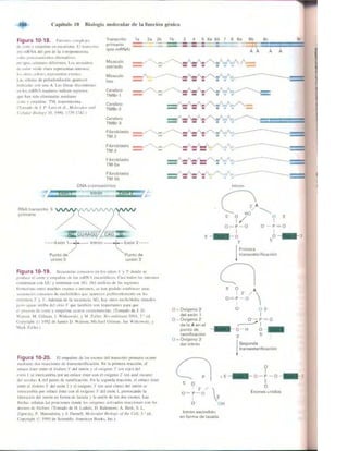 Griffiths anthony   genetica (7ed)