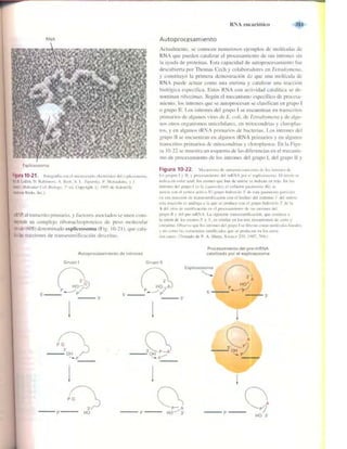 Griffiths anthony   genetica (7ed)