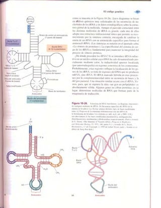 Griffiths anthony   genetica (7ed)