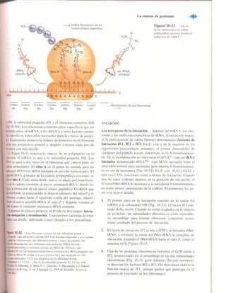 Griffiths anthony   genetica (7ed)