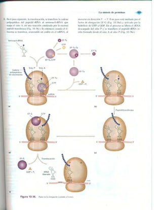 Griffiths anthony   genetica (7ed)