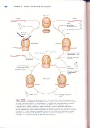 Griffiths anthony   genetica (7ed)