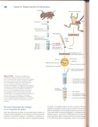 Griffiths anthony   genetica (7ed)