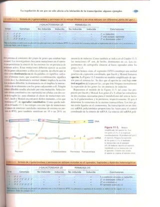 Griffiths anthony   genetica (7ed)