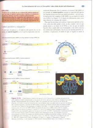 Griffiths anthony   genetica (7ed)