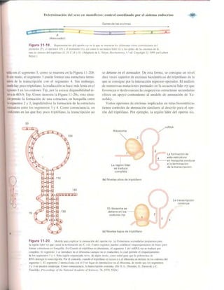 Griffiths anthony   genetica (7ed)