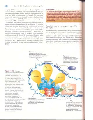 Griffiths anthony   genetica (7ed)