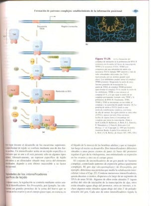 Griffiths anthony   genetica (7ed)