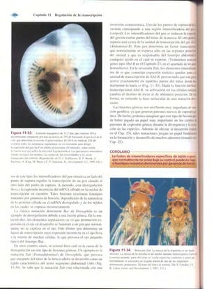 Griffiths anthony   genetica (7ed)