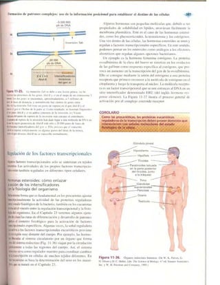 Griffiths anthony   genetica (7ed)
