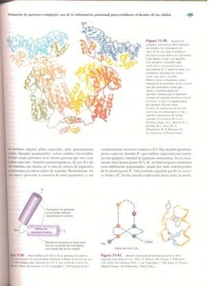 Griffiths anthony   genetica (7ed)