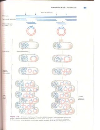 Griffiths anthony   genetica (7ed)