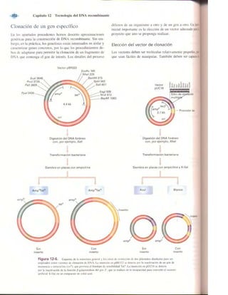 Griffiths anthony   genetica (7ed)