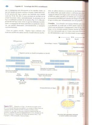 Griffiths anthony   genetica (7ed)