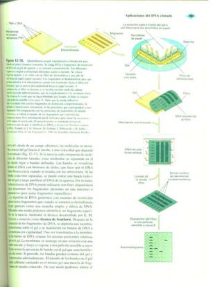 Griffiths anthony   genetica (7ed)