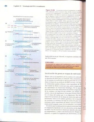 Griffiths anthony   genetica (7ed)