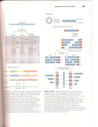 Griffiths anthony   genetica (7ed)