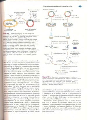 Griffiths anthony   genetica (7ed)