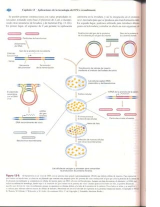 Griffiths anthony   genetica (7ed)