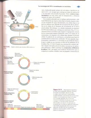 Griffiths anthony   genetica (7ed)