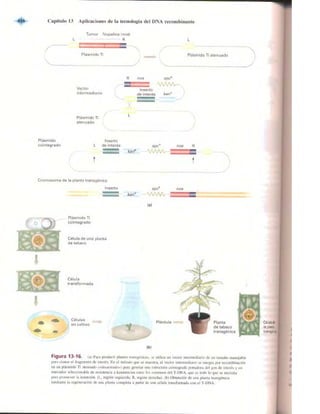 Griffiths anthony   genetica (7ed)