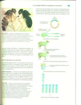 Griffiths anthony   genetica (7ed)