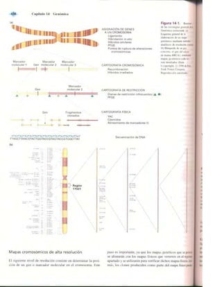 Griffiths anthony   genetica (7ed)