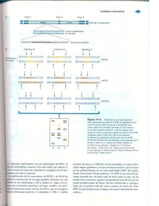 Griffiths anthony   genetica (7ed)