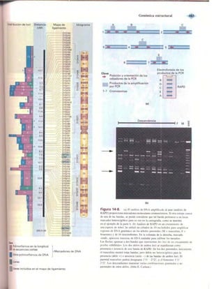 Griffiths anthony   genetica (7ed)