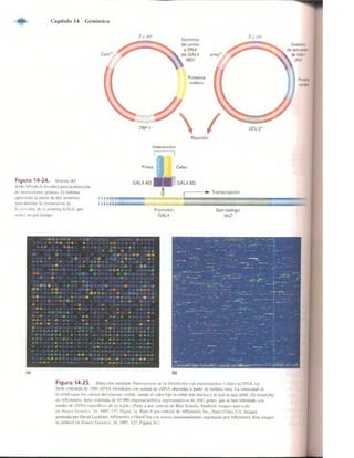 Griffiths anthony   genetica (7ed)