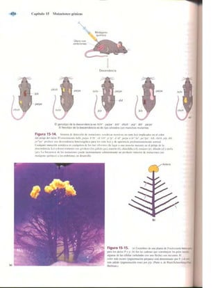 Griffiths anthony   genetica (7ed)