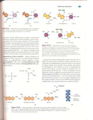 Griffiths anthony   genetica (7ed)