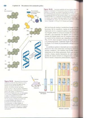 Griffiths anthony   genetica (7ed)